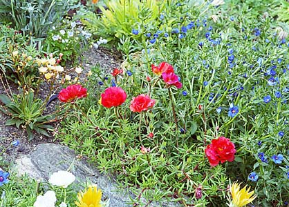 راهنمای نگهداری و پرورش گل و گیاهان زینتی - گل ناز آفتابی